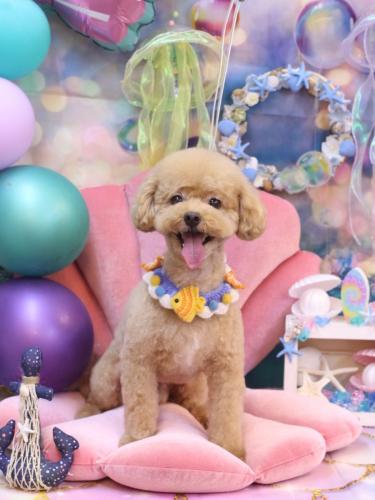 20240820ぽっきーちゃん